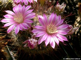 Mammillaria longiflora